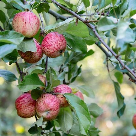 Tinui Food Forest Cottage Whareama Buitenkant foto