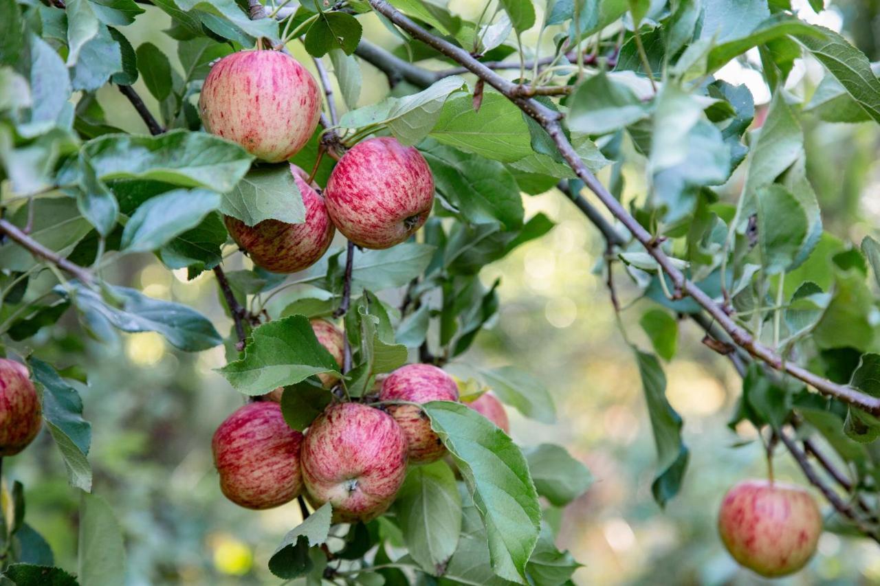 Tinui Food Forest Cottage Whareama Buitenkant foto